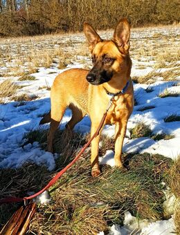 Hundewelpen suchen liebevolle Begleitung - Göttingen