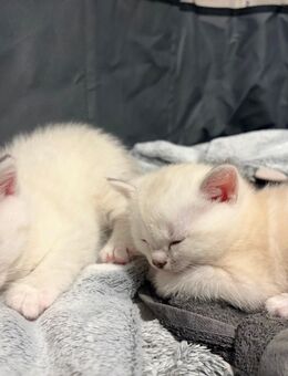 3 Britisch Kurzhaar Kitten BKH - Bielefeld Sennestadt