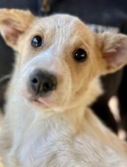 WINONA ~ ganz zartes Minihundemädchen - Duisburg