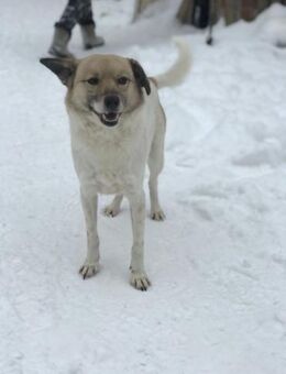 MALISH- absolut positiver Hund - Mainhardt