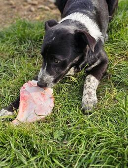 Wasserbegeisterte Cupcake sucht Zuhause - Großefehn