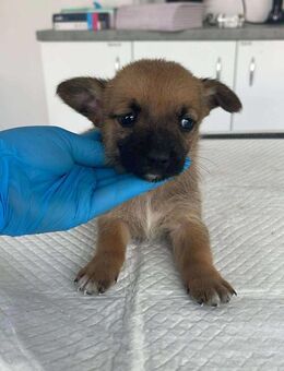 Süße Welpin B671 sucht liebes Zuhause - Neuberg