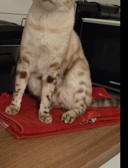 Zwei Bengal Kater abzugeben - Köln