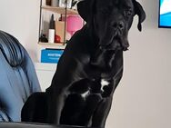 Cane corso 6 monate - Bingen (Rhein)