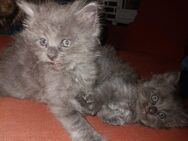 Blaue, Rote, Creme Kitten Norwegische Waldkatze Maine Coon Katzenbaby - Kindenheim