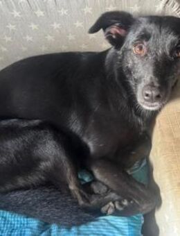 Inanna aus Viersen sucht ein Zuhause! - Duisburg