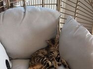 Babykatzen Bengal-Abesiner - Baienfurt