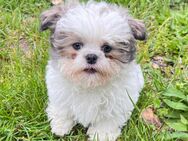 Shih-Tzu Mix Welpen Hündinnen - Oranienburg