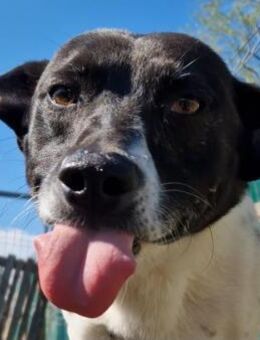 Benny - Rotenburg (Fulda)