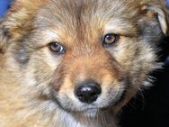 Huracan - zauberhaftes Hundekind - Kirchlengern