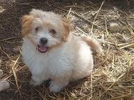 Millie - Rotenburg (Fulda)