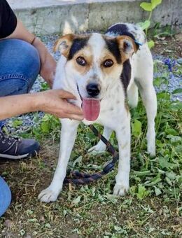 Wunderbarer GARY= gehorsam + sozial♥️ - München