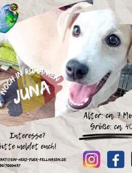 JUNA - biete feuchte Nase gegen Zuhause - Waakirchen