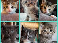 Verschmuste Katzenbabies suchen ein liebevolles Zuhause, Katzenbaby, Kitten, Kater, Babykatze, Katze - Drensteinfurt