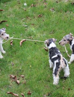 Drahthaar Foxterrier Welpen. #foxterrier. #hunde.#welpen - Steyerberg