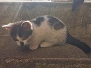 🐾Mai-Kitten aus liebevollem Zuhause suchen ein neues Heim 🐾 - Magdeburg