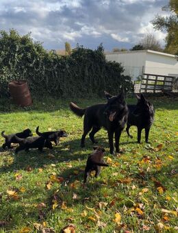 Reinrassige Schäferhund-Welpen – 12 Wochen – bereit für ein liebevolles Zuhause - Limburg (Lahn)