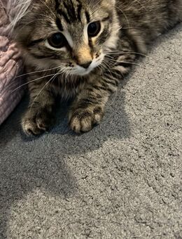Zuckersüße babykatzen - Mainhausen