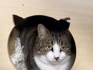 🆘 Cleopatra & Julius 🐾 - Eislingen (Fils)