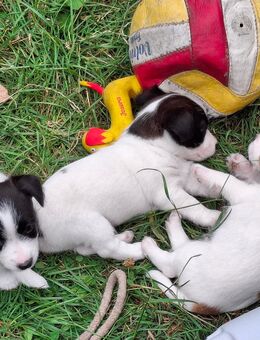 Jack Russell Terrier Welpen (m/w) - Großenhain