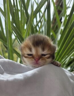 Wunderschöne Bkh kitten - Oldenburg