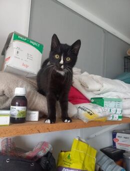 Smoky wartet auf sein Für-Immer-Zuhause! - Waakirchen