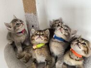 BHK/ Ragdroll suesse Kitten - Schorndorf (Baden-Württemberg)