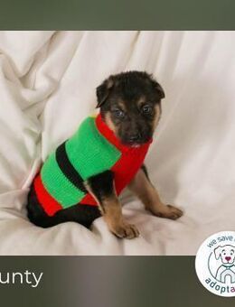 Bounty sucht ein Zuhause - Kirchzell