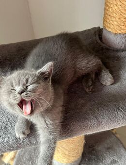 Super verschmuster Bkh Kater blau sucht neue Familie - Bottrop