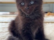 Kitten Maine Coon / Heilige Birma - Waghäusel Zentrum