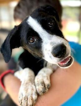 CARA MIA ~ voll verschmust - Duisburg