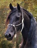 Offenstallplatz Küstennähe COPD, Asthma, Rehepferd in 26802