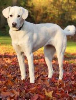 Yang - eine besondere Hündin - Hürth