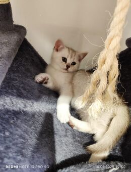 BKH Weiß Shaded letze Jungs Kitten.Sofort Abgabe - Altenstadt (Hessen)