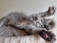 Reinrassige XXL Maine Coon Kitten - Bous