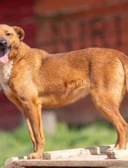 HOLLY - voller Lebensfreude, fröhlich - Linden (Hessen)