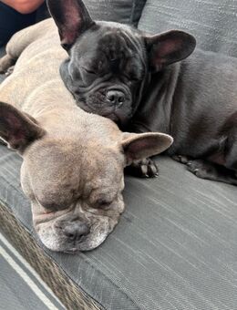 Französische Bulldogge Hündin/Welpe - Detmold