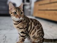 Bengalkatze mit Zuchterlaubnis - Menden (Sauerland)