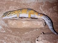 Super giant Leopardgecko Weibchen 2023 abzugeben - Jüchen