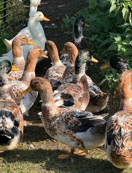 Enten / Landenten abzugeben aus Mai 2024 - Mustin (Schleswig-Holstein)