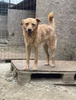 Tinchen - kleines Fräulein m.großem Herz - Idstein