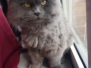 Kater EFE Grau BLH - Hamburg
