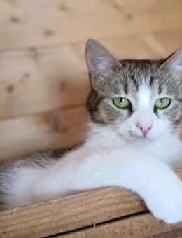 🐱 Brienne mit Herz voller Liebe ❤️ - Eislingen (Fils)