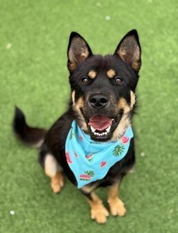 Doong sucht ein Zuhause ♥ - Ebstorf (Klosterflecken)