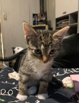 Biete zwei kleine Katzen - Walkendorf