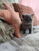 Britisch Kurzhaar Kitten in 34225