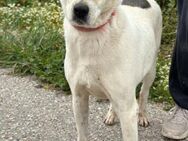 Sara sucht ihr Happy End! - Krefeld