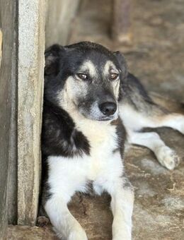 Amos - der Neugierige 🐾 - Elsdorf (Nordrhein-Westfalen)