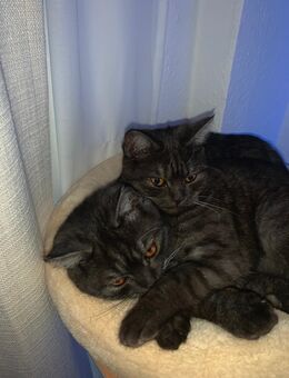 Britisch kurzhaar Blue smoke - Recklinghausen