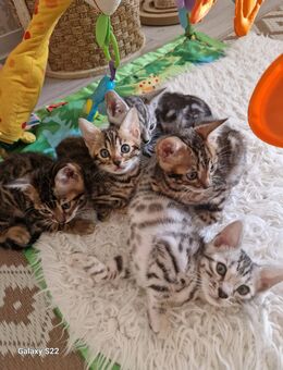 Reinrassige Bengal Kitten - Hamburg